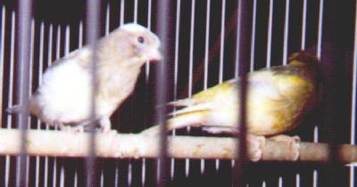 two canaries sitting on a perch