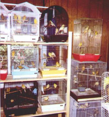 shelves full of canaries in their cages