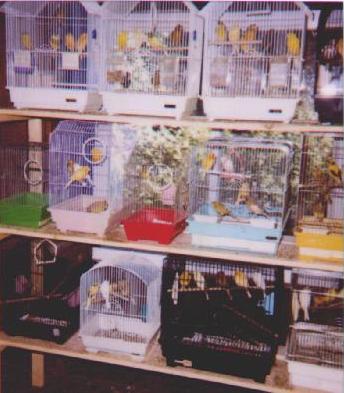 more shelves full of canaries in their cages