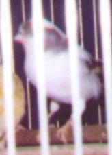 photo of a white canary