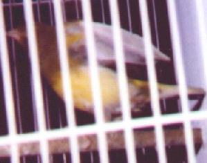 photo of a yellow canary