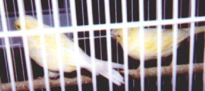 photo of little yellow canaries