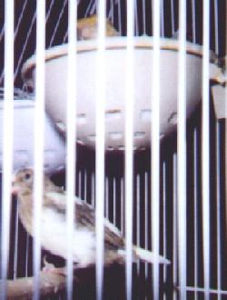 little white and brown canary