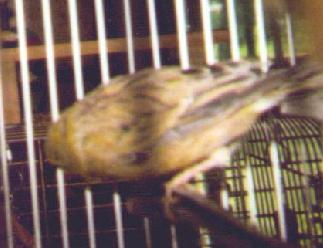 photo of a multicolored canary